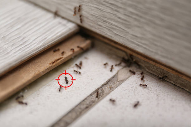 Best Pest Removal Services  in Hazelwood, MO