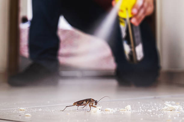 Best Spider Control Near Me  in Hazelwood, MO